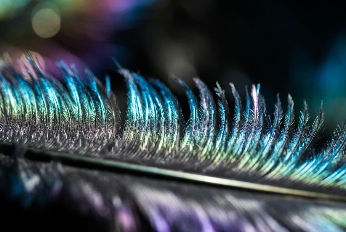 Feather Guess banner